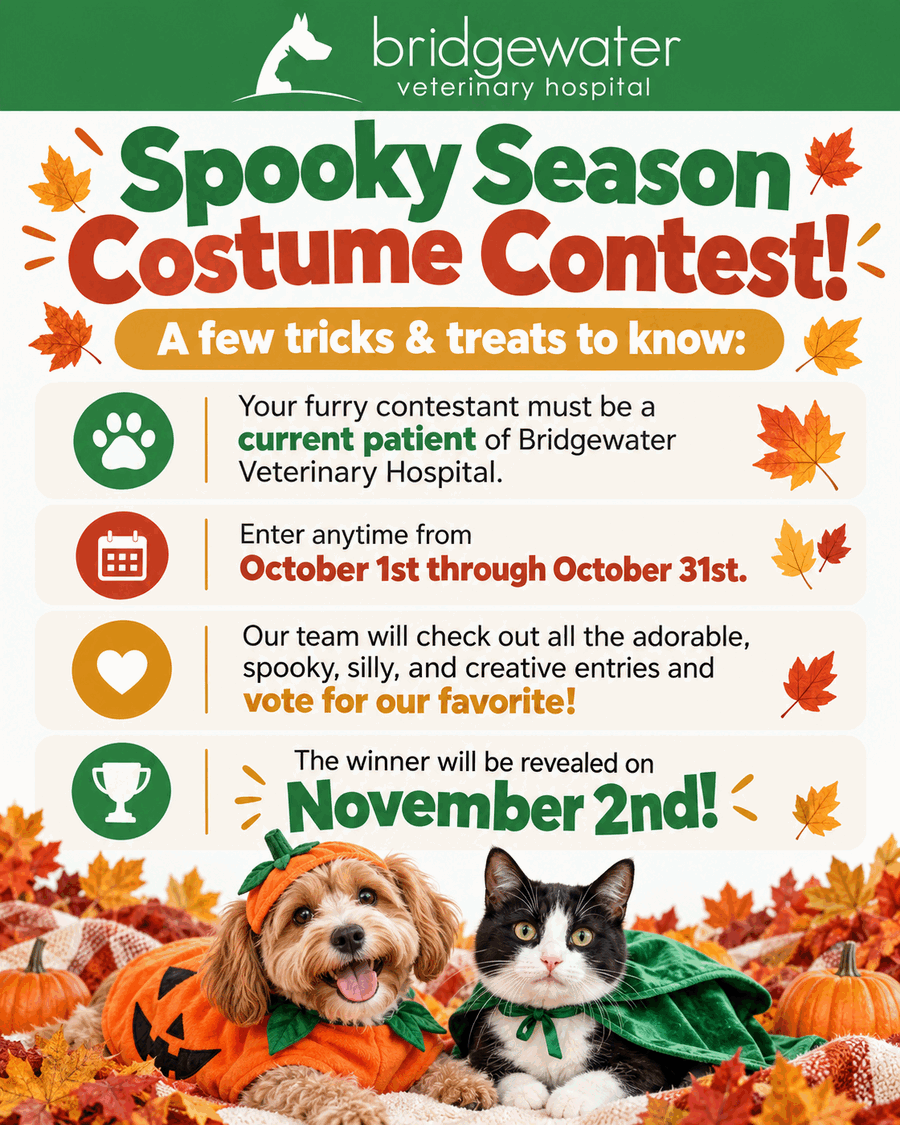 Costume contest rules — current patients only, enter October 1 through 31, winner announced November 2