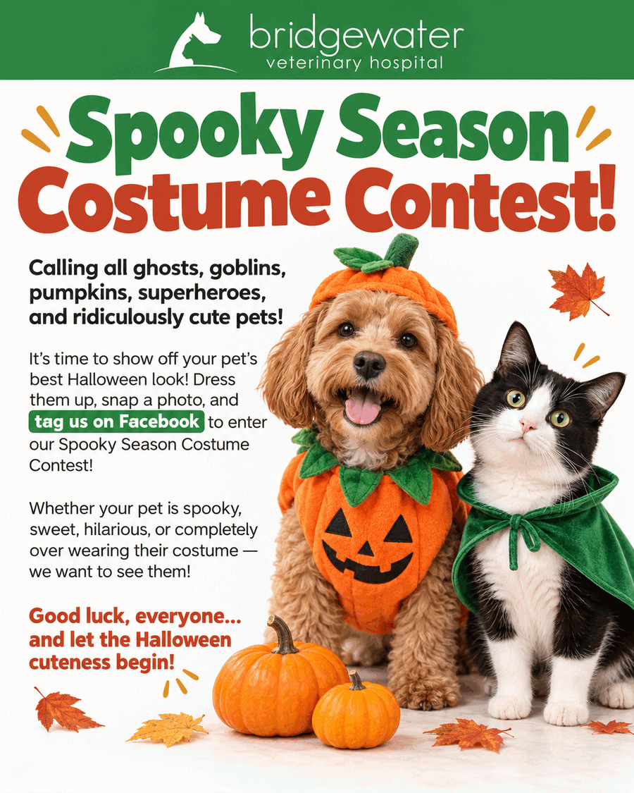 Spooky Season Costume Contest flyer — dress up your pet and tag Bridgewater Veterinary Hospital on Facebook to enter