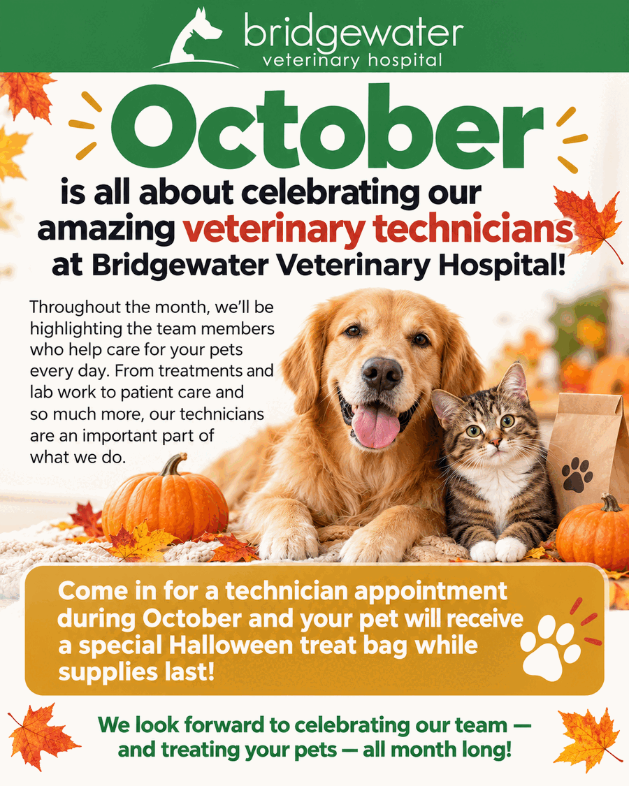 October is all about celebrating our amazing veterinary technicians at Bridgewater Veterinary Hospital